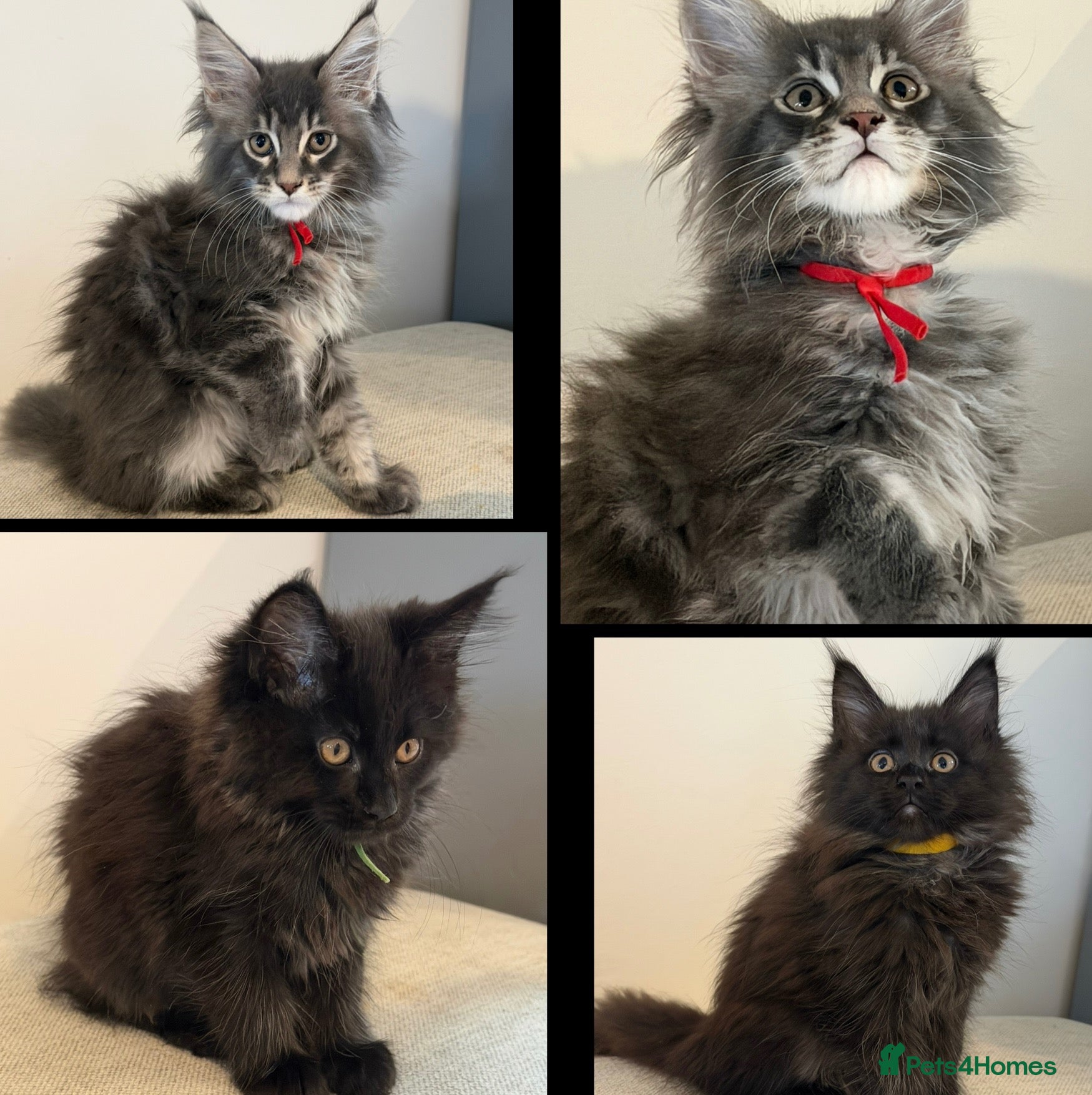 Maine Coon cats TICCA Registered Mainecoon Kittens (PetOnly) - Advert 2
