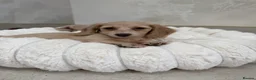 Miniature Dachshund dogs for sale: Intensity cream long hair miniature Dachshunds 🍦 - Advert 24