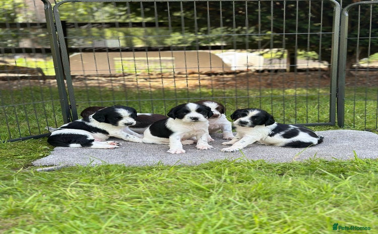 English Springer Spaniel dogs - Advert 2