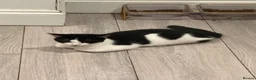 Mixed Breed cats for sale: 4 kittens looking for a loving home - Advert 9