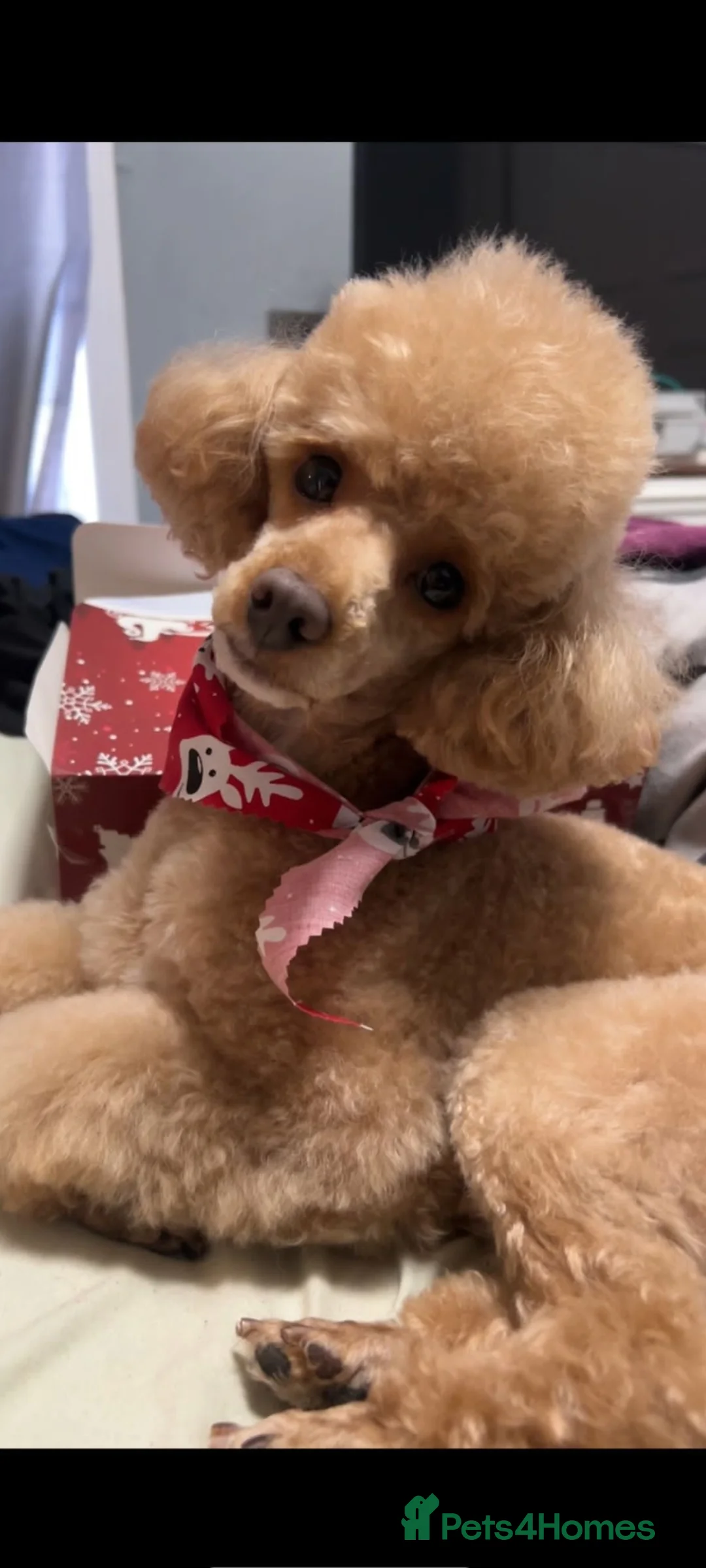 Toy Poodle dogs for stud: Toy Poodle Stud Proven!  in Manchester - Advert 6