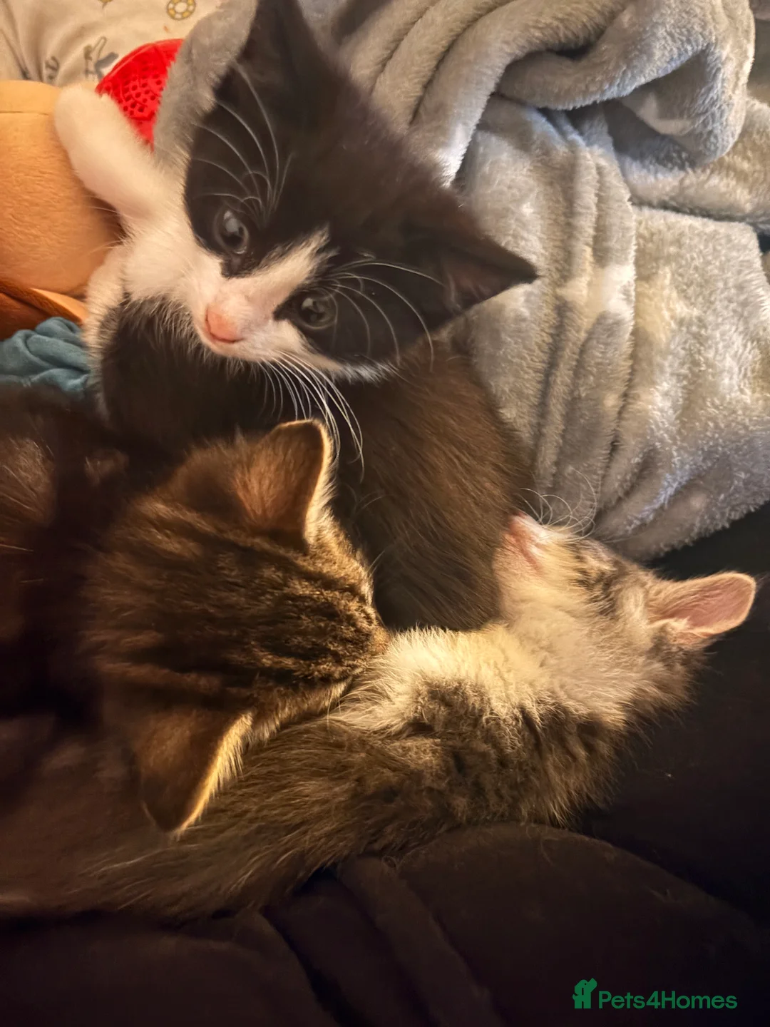 Mixed Breed cats for sale: Half bengal and Norwegian forest cat in Worcester Park - Advert 8