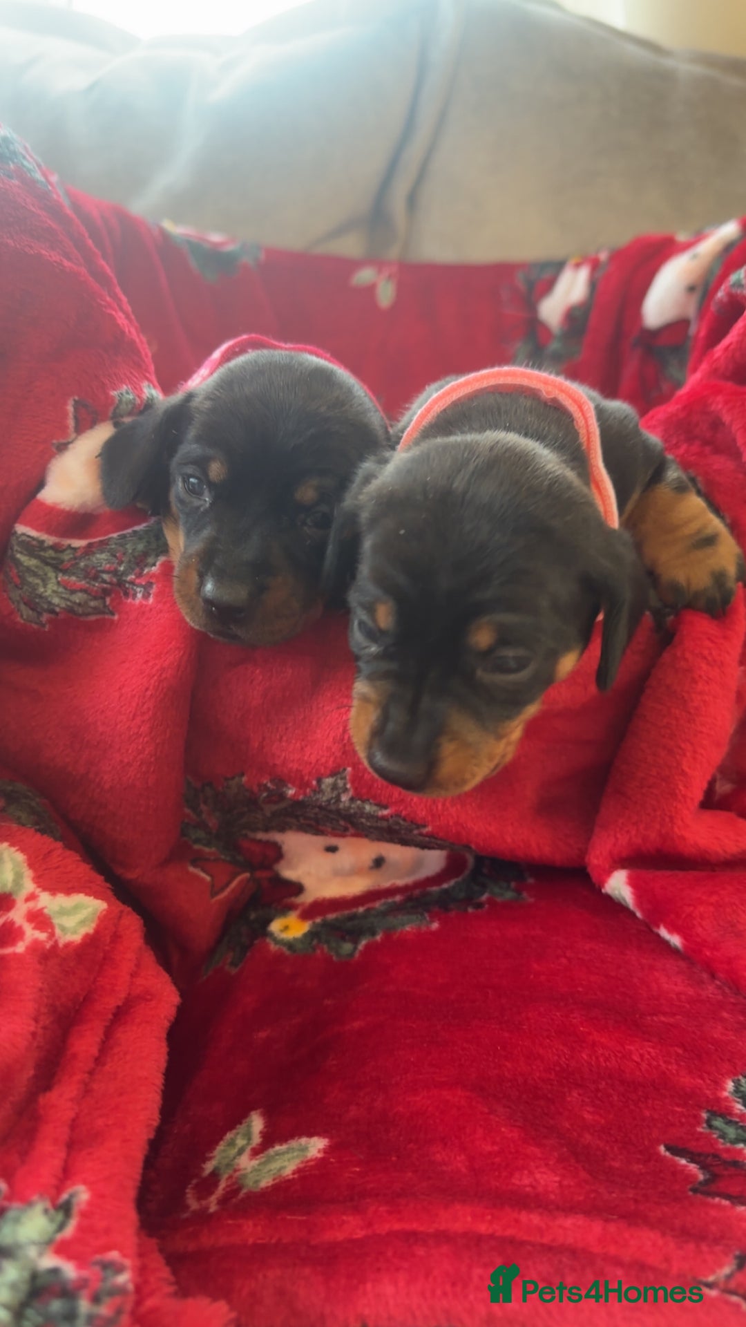 Dachshund dogs for sale: Lovely little Dashound puppies - Advert 8
