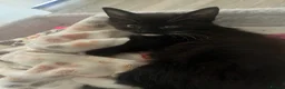 British Longhair cats for sale: 3 female kittens still available  - Advert 6