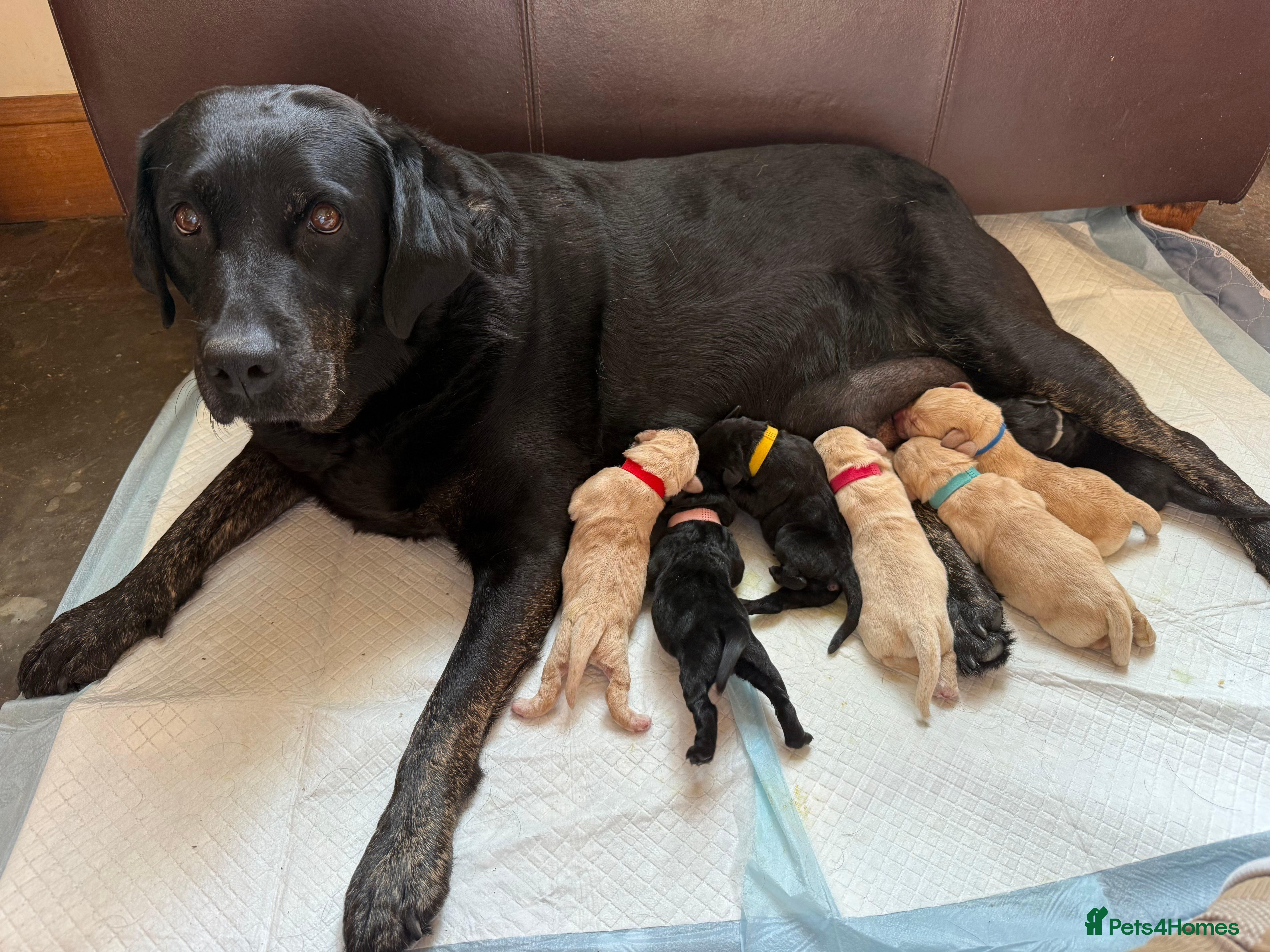Labrador Retriever dogs for sale: Only Three Beautiful KC Boys left  in Henley-in-Arden - Advert 3