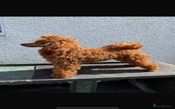 Miniature Poodle dogs for stud: Super Dougal stud poodle - Image 1