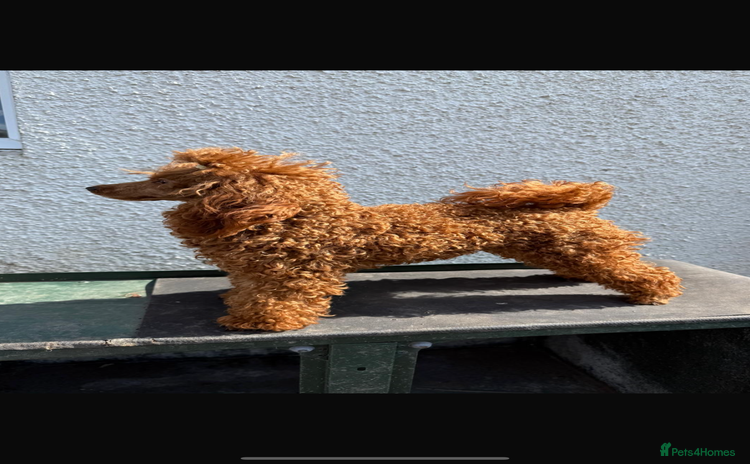 Miniature Poodle dogs - Advert 1