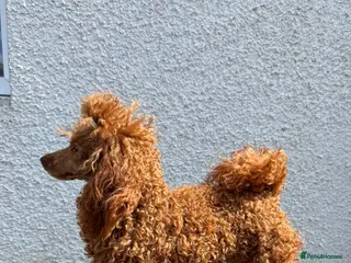 Miniature Poodle dogs Super Dougal stud poodle - Advert 7