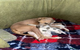 Italian Greyhound dogs for sale: SIX ITALIAN MALE PUPPIES AVAILABLE ✨ - Advert 1