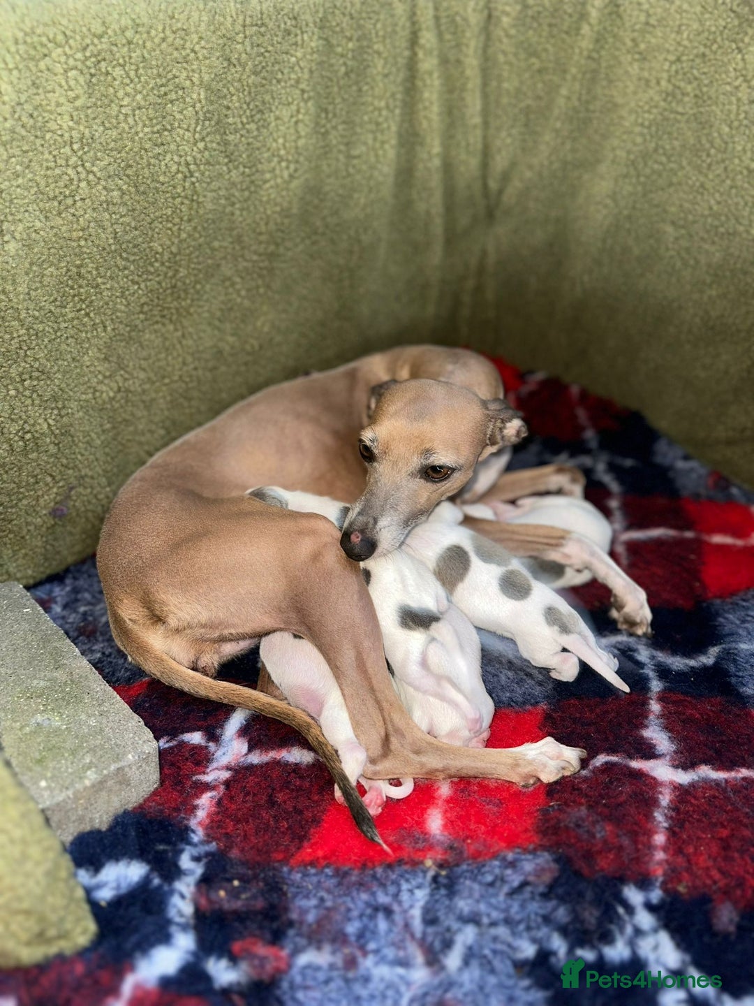Italian Greyhound dogs for sale: SIX ITALIAN MALE PUPPIES AVAILABLE ✨ - Advert 1