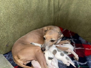 Italian Greyhound dogs for sale: SIX ITALIAN MALE PUPPIES AVAILABLE ✨ - Advert 1