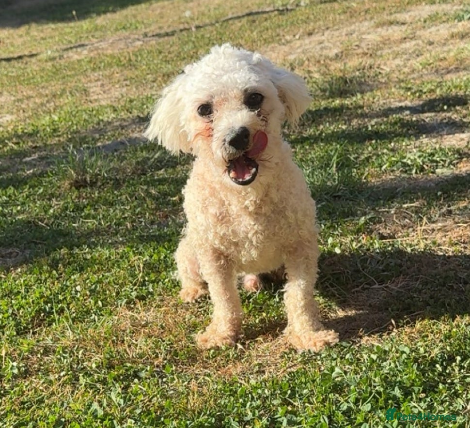 Mixed Breed dogs Louis and Hugo  - Advert 12