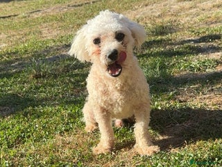 Mixed Breed dogs - Advert 6