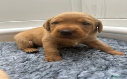 Labrador Retriever dogs for sale: Beautiful Golden and Black Labrador Puppies - Image 8
