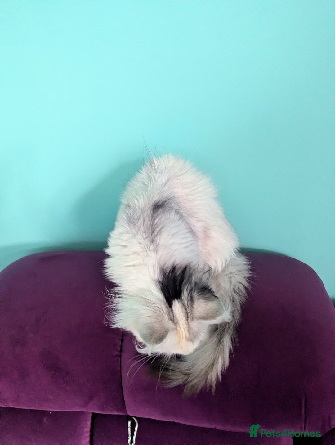 Maine Coon cats for sale: Beautiful Pedigree Maine Coon kittens  - Advert 8