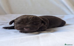 Labrador Retriever dogs for sale: Chocolate Labrador pups  - Image 7
