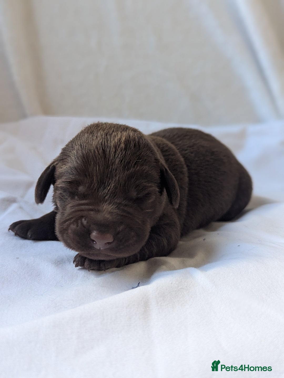 Labrador Retriever dogs for sale: Chocolate Labrador pups  - Image 7