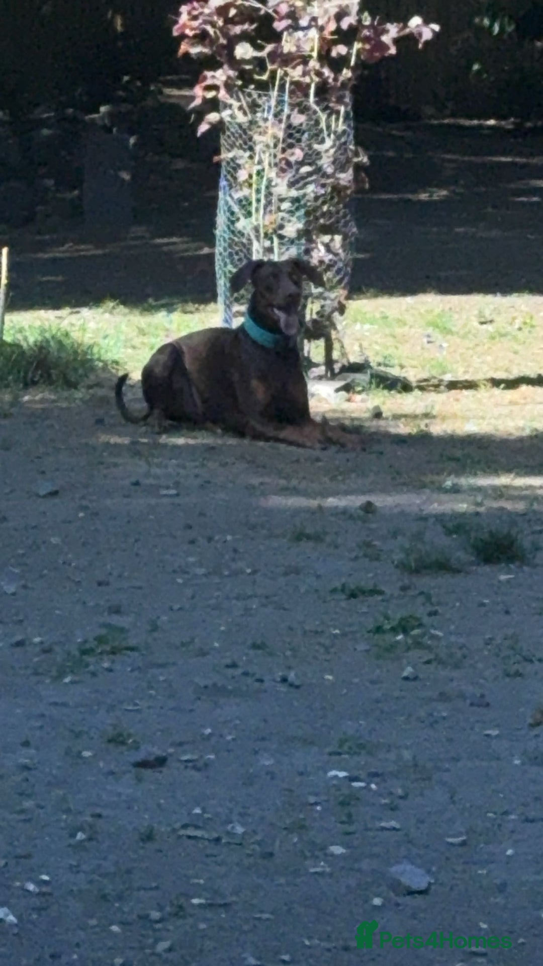 Dobermann dogs for stud: Doberman red&rust stud - Image 11