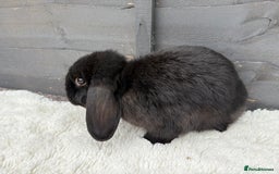 Mini Lop rabbits for sale: 🤎Chocolate Boy Mini Lop Ready to Leave 🤎 - Image 6