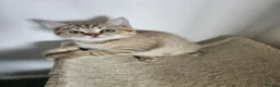 British Shorthair cats for sale: British Shorthair kittens! 2 LEFT!  - Advert 9