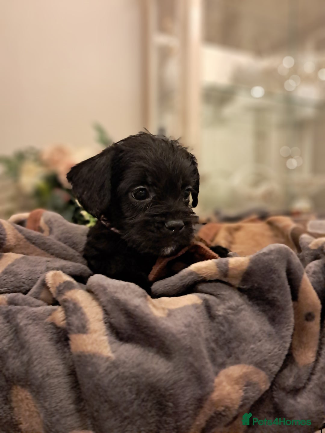 Mixed Breed dogs for sale: Froodles French bulldog x poodle - Advert 1