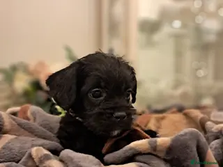 Mixed Breed dogs Froodles French bulldog x poodle - Advert 8