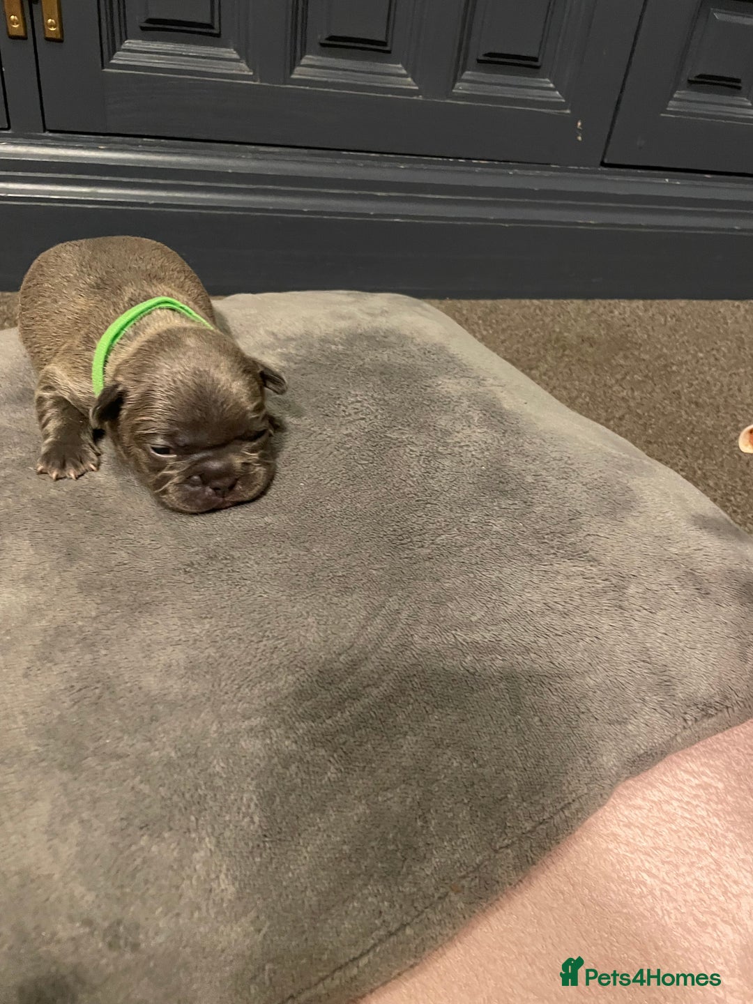 French Bulldog dogs for sale: 7 beautiful male French bull dog pups - Image 13