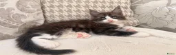 Maine Coon cats for sale: Maine coon polydactyl boy available on active  - Advert 5