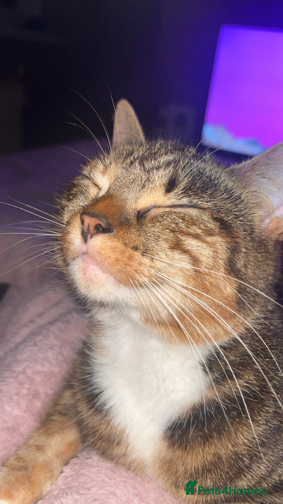 British Shorthair cats for sale: Nalah  - Advert 1