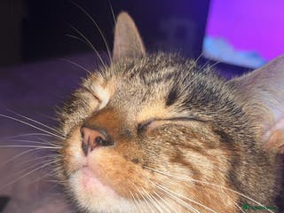 British Shorthair cats Nalah - Advert 2