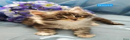 Maine Coon cats for sale: Pure maincoons ready 17/10/26 in Market Drayton - Advert 32