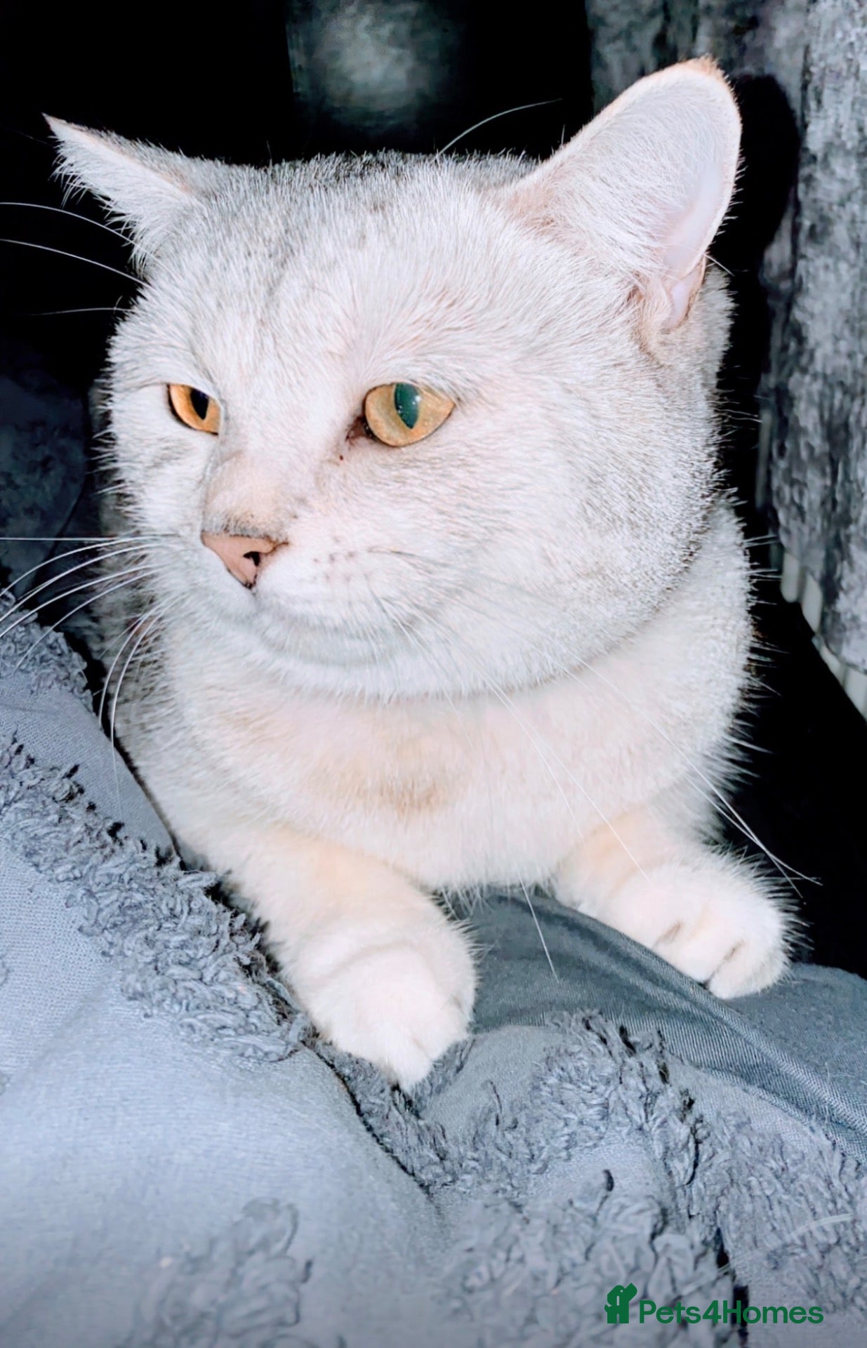 British Shorthair cats British short haired x babies  - Advert 3