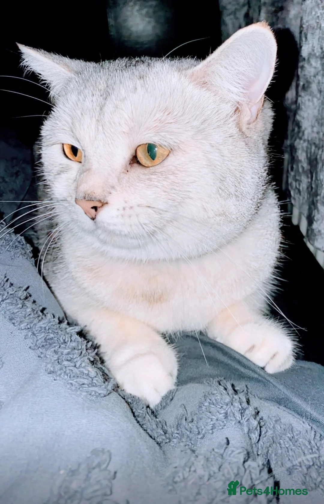 British Shorthair cats for sale: British short haired x babies  - Advert 1