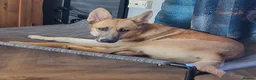 Mixed Breed dogs for adoption: DORA  9 months  - Advert 4