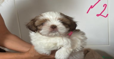 Shih Tzu dogs - Advert 1
