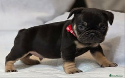 French Bulldog dogs for sale: TOP QUALITY KC REG FRENCHIES AVAILABLE  - Image 34