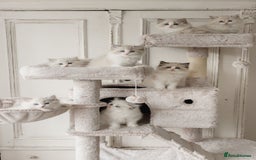 Ragdoll cats for sale: Amazing Ragdoll kittens - Image 8