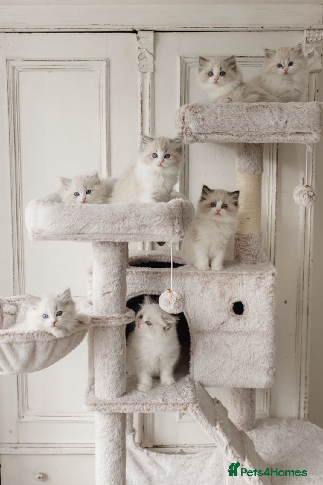 Ragdoll cats for sale: Amazing Ragdoll kittens - Image 8