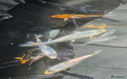 Koi Carp fish for sale: Young Koi for Sale - Image 4