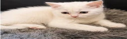 British Shorthair cats for sale: British shorthair adorable kittens ❤️ - Advert 10