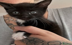 Mixed Breed cats for sale: 4 mixed breed kittens for good honest homes  - Image 5