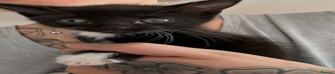 Mixed Breed Kitten 4