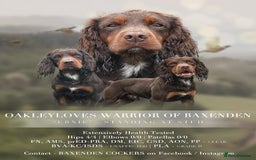 Cocker Spaniel dogs for sale: Beautiful KC REG Working Cocker Spaniel Puppies - Image 16