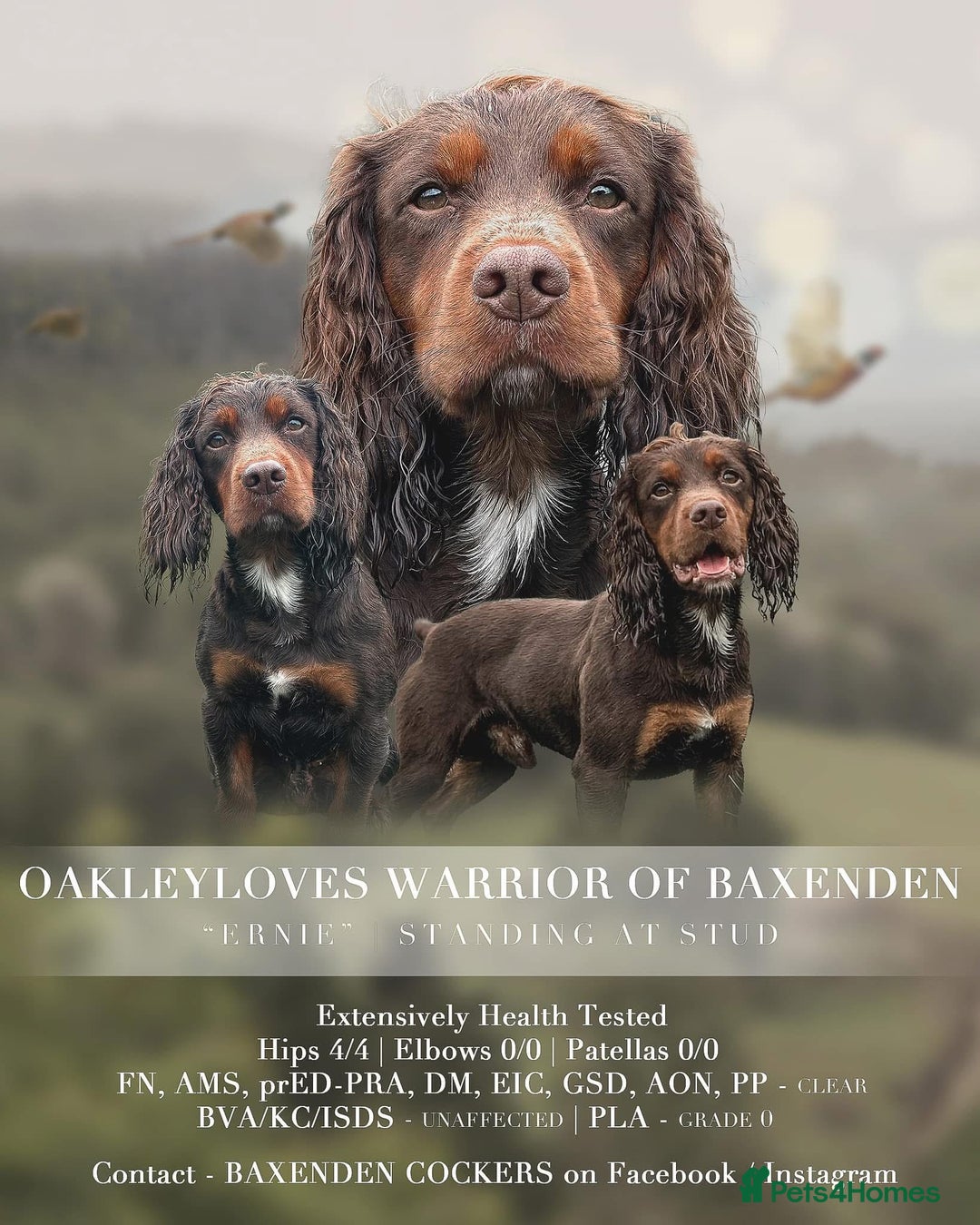 Cocker Spaniel dogs for sale: Beautiful KC REG Working Cocker Spaniel Puppies - Image 16