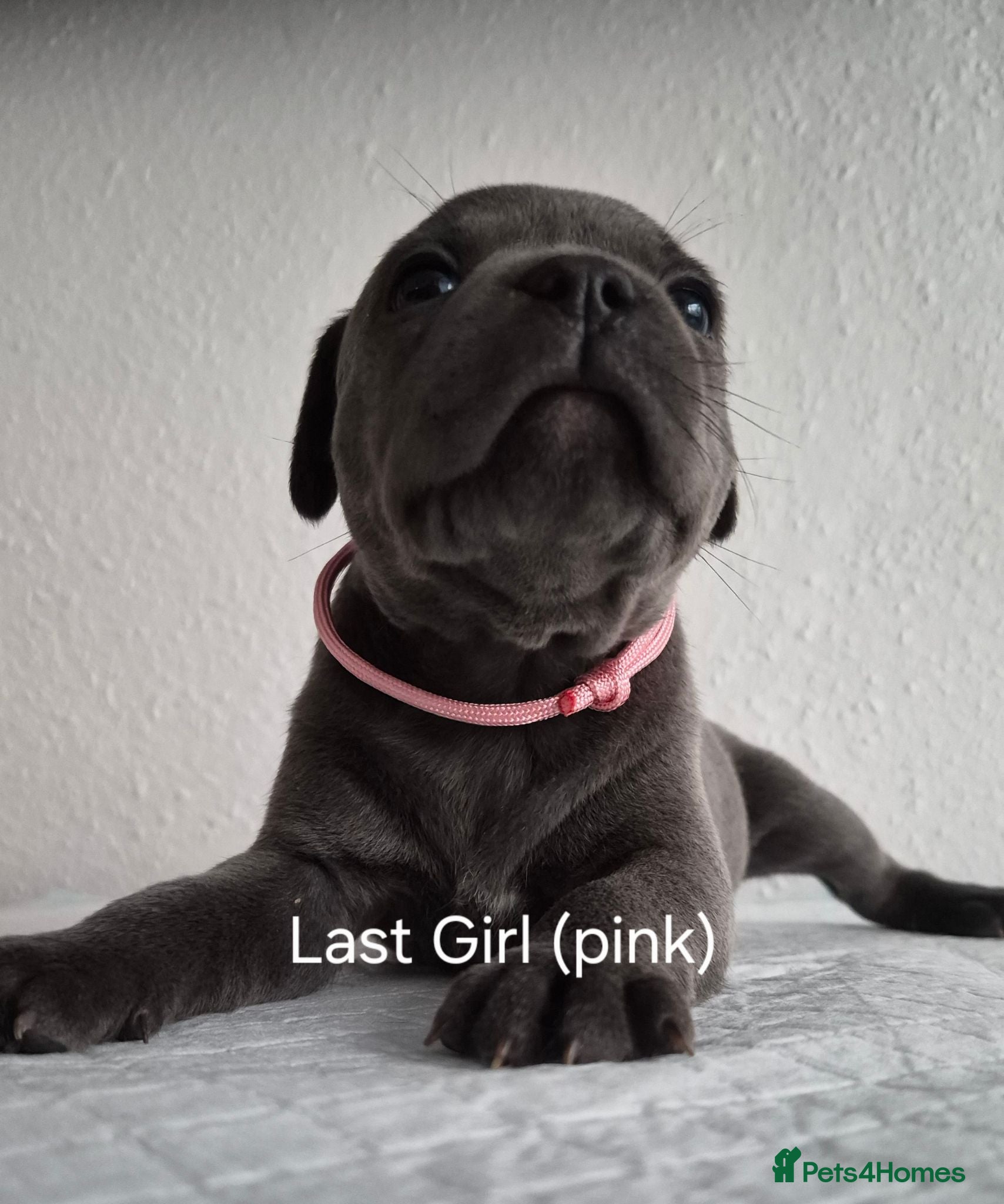 Staffordshire Bull Terrier dogs COI 4.5%- KC Staffordshire Bull Terrier Puppies - Advert 5