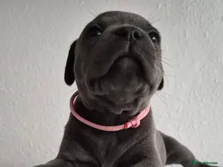 Staffordshire Bull Terrier dogs COI 4.5%- KC Staffordshire Bull Terrier Puppies - Advert 5