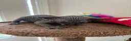Sphynx cats for sale: Unusual Sphinx’s kittens  - Advert 3
