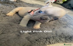 French Bulldog dogs for sale: Beautiful chunky French Bulldogs - Image 23