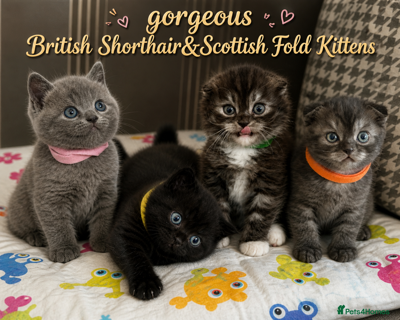 Mixed Breed cats GORGEOUS British Shorthair& ScottishFold Kittens - Advert 1
