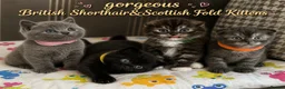 Mixed Breed cats for sale: GORGEOUS British Shorthair& ScottishFold Kittens - Advert 1